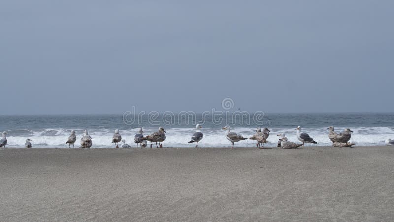 A group of seagulls gathered on the shore