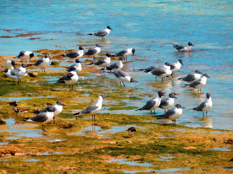 Semi-distant shot of a small group of seagulls gathered on a mossy seashore. Semi-distant shot of a small group of seagulls gathered on a mossy seashore.