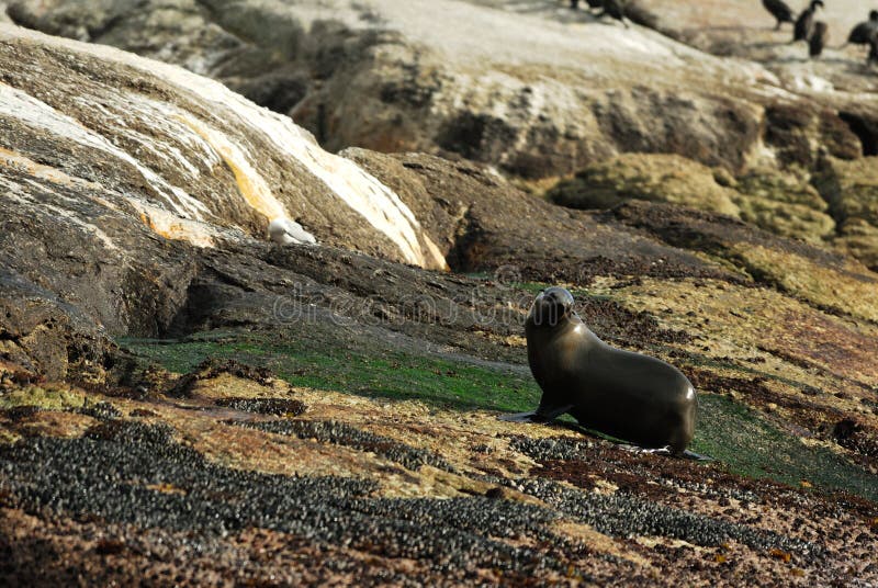 Group of Seals at Cape Peninsula, South Africa Stock Image Image of