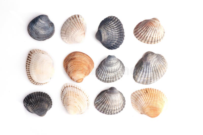 Seashells group stock photo. Image of macro, conch, pattern - 25085926