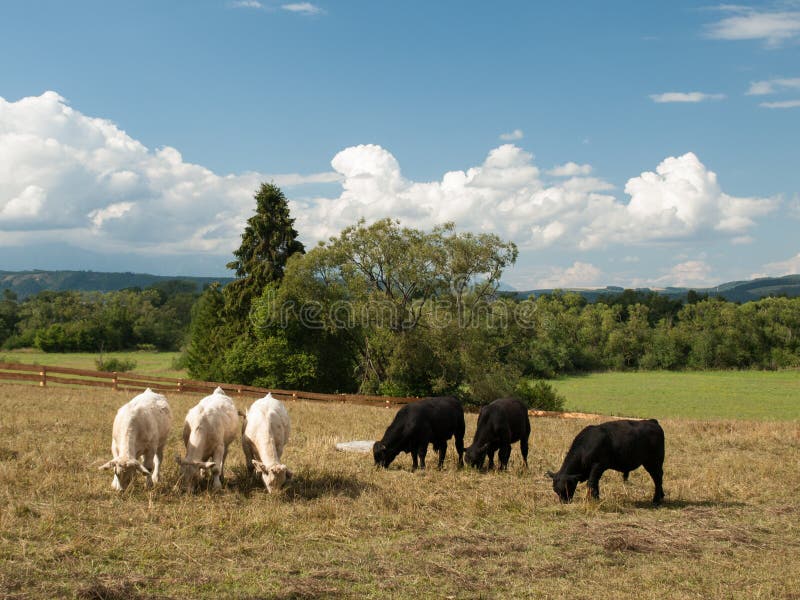 A group of separated black and white cows