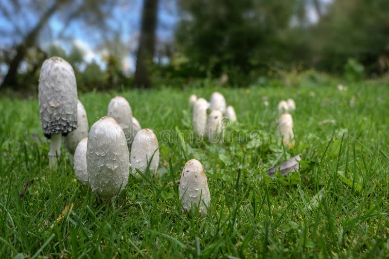 Group of shaggy ink caps Coprinus comatus in the lawn in autumn, also called lawyer`s wig, or shaggy mane, edible mushroom when