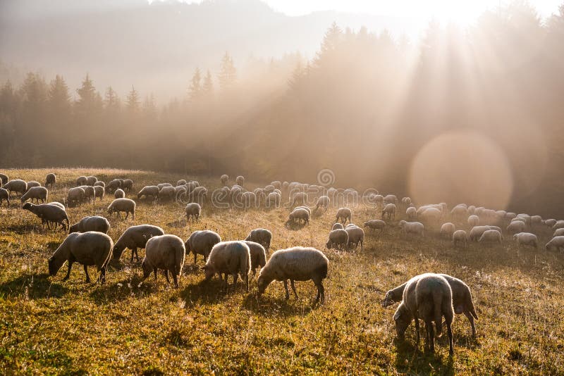 Group of sheep on pasture in beautiful morning light