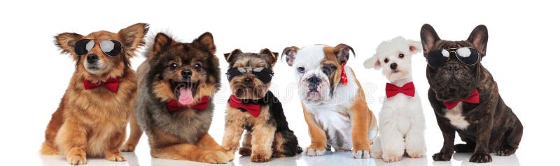 Group of six adorable dogs of different breeds wearing bowties royalty free stock photo Group of six adorable dogs of different breeds wearing bowties royalty free stock photo