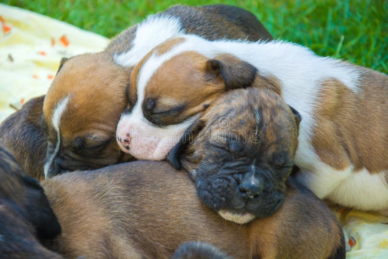 Sleeping Boxer Dog stock image. Image of cute, kanine 10882769
