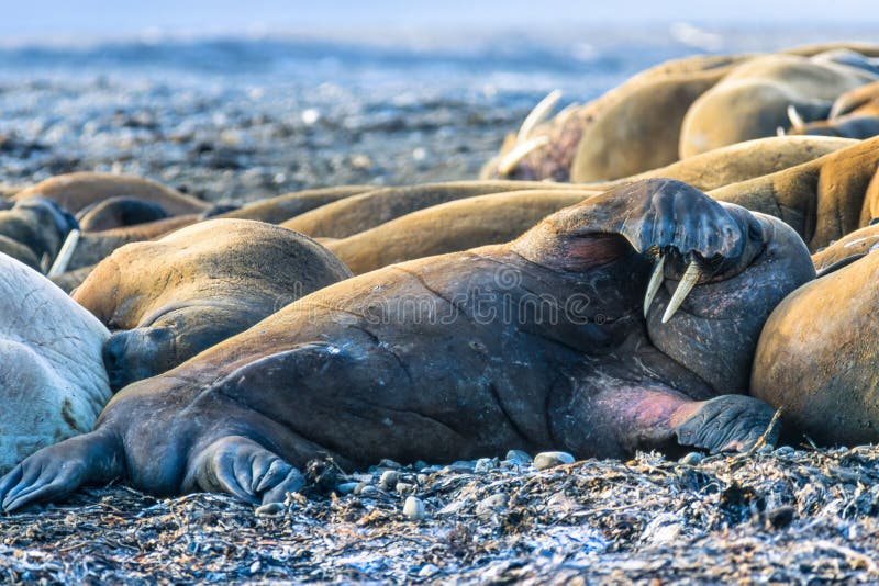 Group of sleeping Walruses on a beach stock images