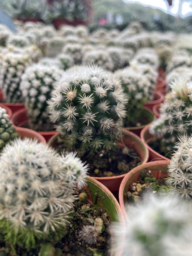 Group of Small Cactus Desert Planter with White Spikes Stock Image