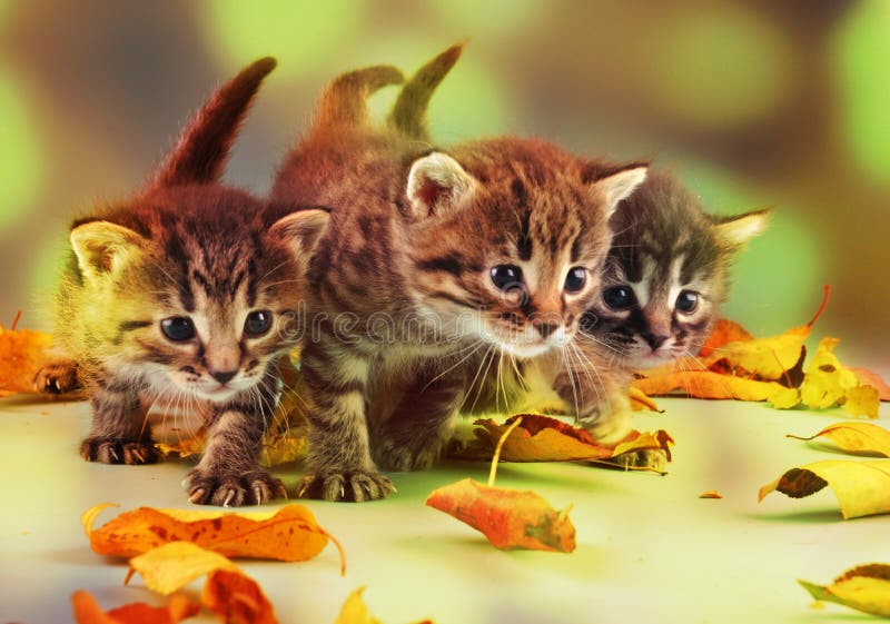Group of small kittens in autumn leaves royalty free stock photography Group of small kittens in autumn leaves royalty free stock photography