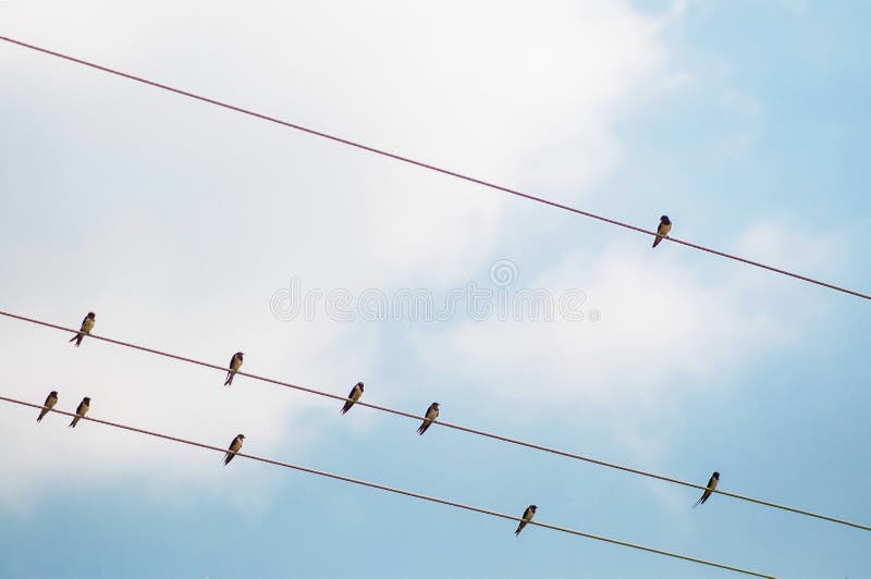 Group of small martin swallow Birds on the electricity wire stock image Group of small martin swallow Birds on the electricity wire stock image