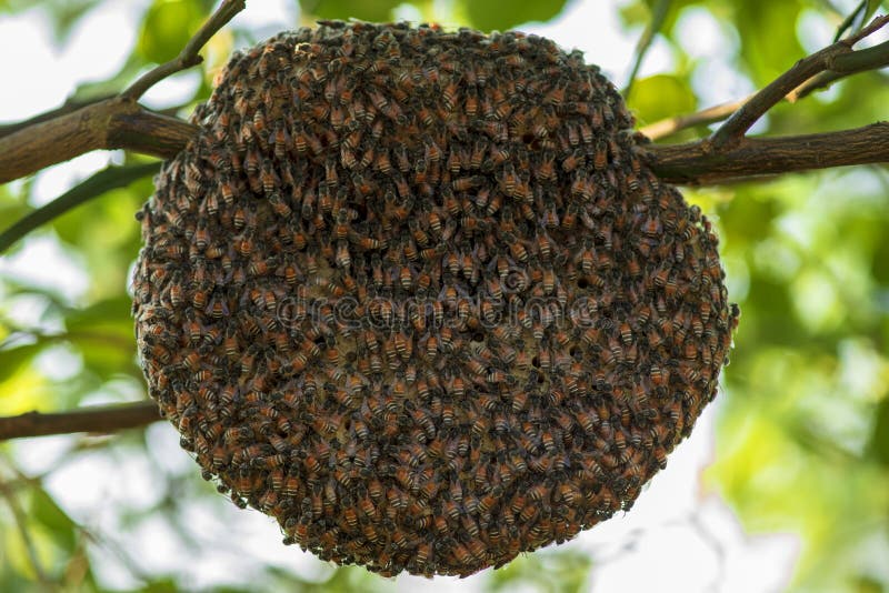 Group of small Wild bees  working at bee on its nest,on tree
