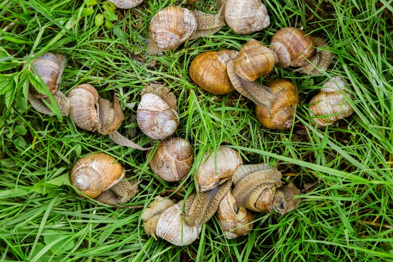 Group of Snails on the Grass Stock Photo Image of green, life 70875844
