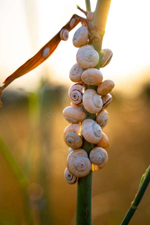 Group of snails stock photo. Image of nature, outdoors 181524976
