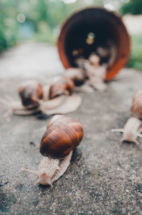 A group of snails outside stock photo. Image of helix 150298336