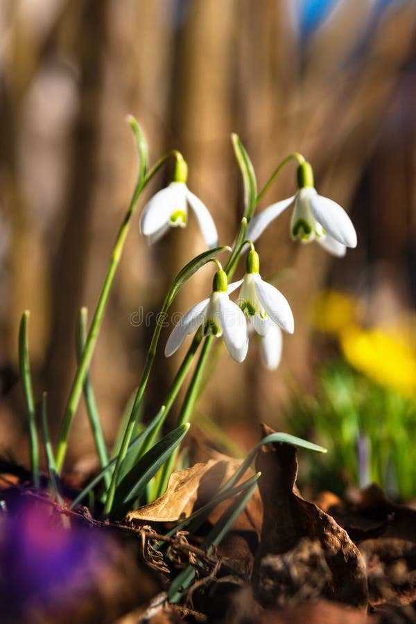 Group of snowdrops in spring royalty free stock photo Group of snowdrops in spring royalty free stock photo