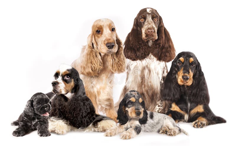 Group Spaniels dogs stock photo