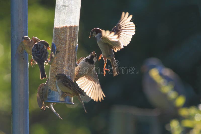 Group of sparrows eating from garden feeder