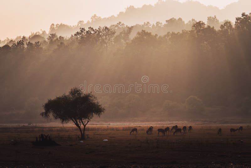 Group of spotted deer Axis axis in natural habitat, Kanha National Park, India. A herd of deer grazing in the field in the evening light. the sun sets behind the trees