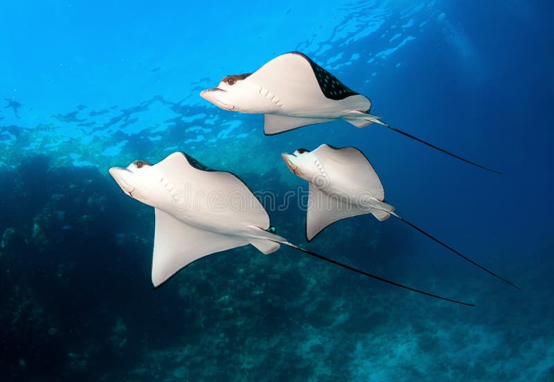 Group of Spotted eagle rays in blue sea water.