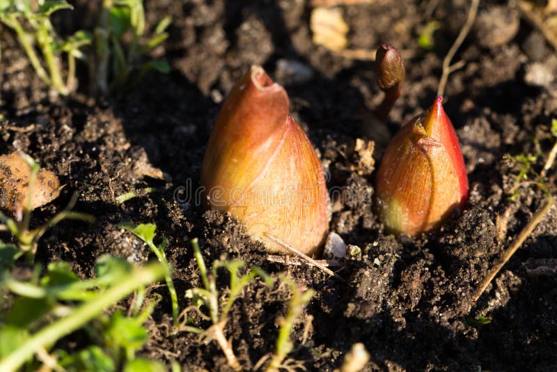 Group of the spouts in the soil