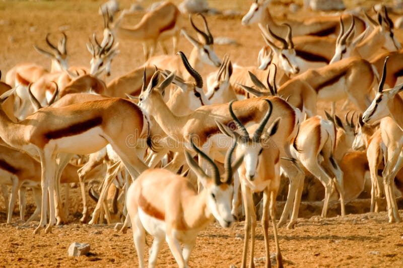 The Group Springbok Eatting Grass In The Sawanna Garden Stock Image
