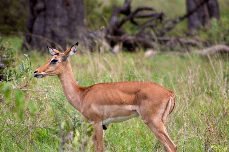 Group of Springboks royalty free stock photography