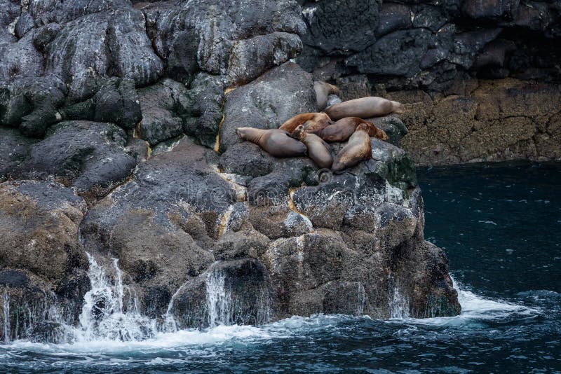 group of Stellar sea lions rest on rocks in the arctic ocean