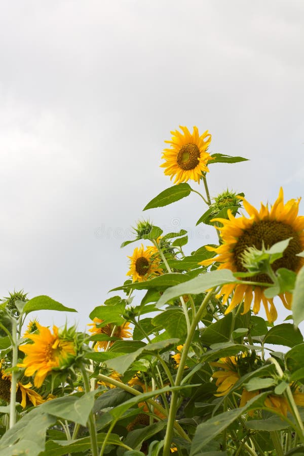 Group of sunflower