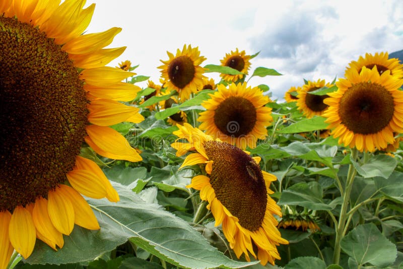 Group of Sunflowers stock image. Image of blue, beauty 138374701
