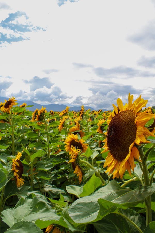 Group of Sunflowers stock photo. Image of agriculture 138374752
