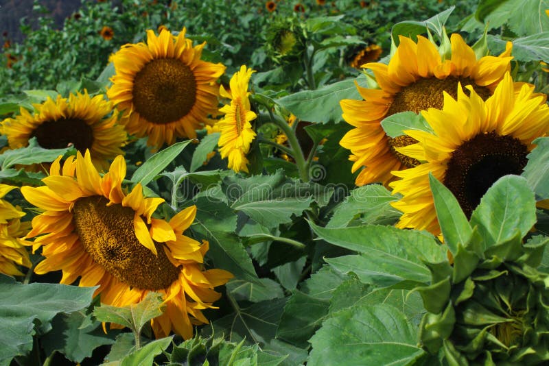 Group of Sunflowers stock photo. Image of background 134461080
