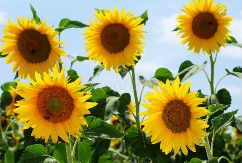 Group of sunflowers and honey bees stock photo