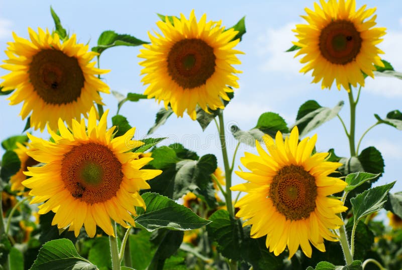 Group of sunflowers and honey bees