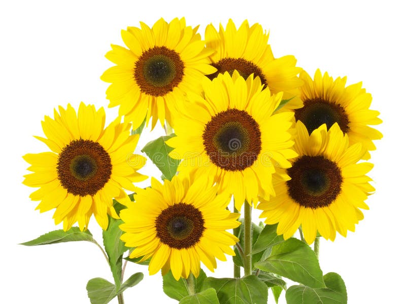 109 Group Sunflower Flower Isolated Different Stock Photos Free