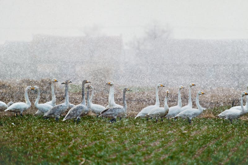 A group of swans