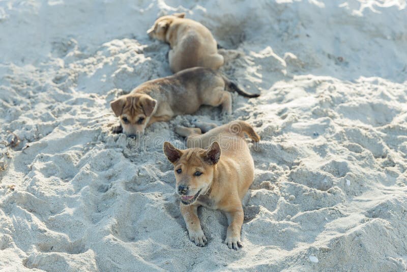 Group of Thai puppy playing on the beach digging sand. Cute small domestic dog. royalty free stock photography Group of Thai puppy playing on the beach digging sand. Cute small domestic dog. royalty free stock photography