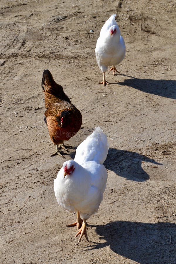 Group of Three Chickens Walking on Dirt Road Stock Photo Image of