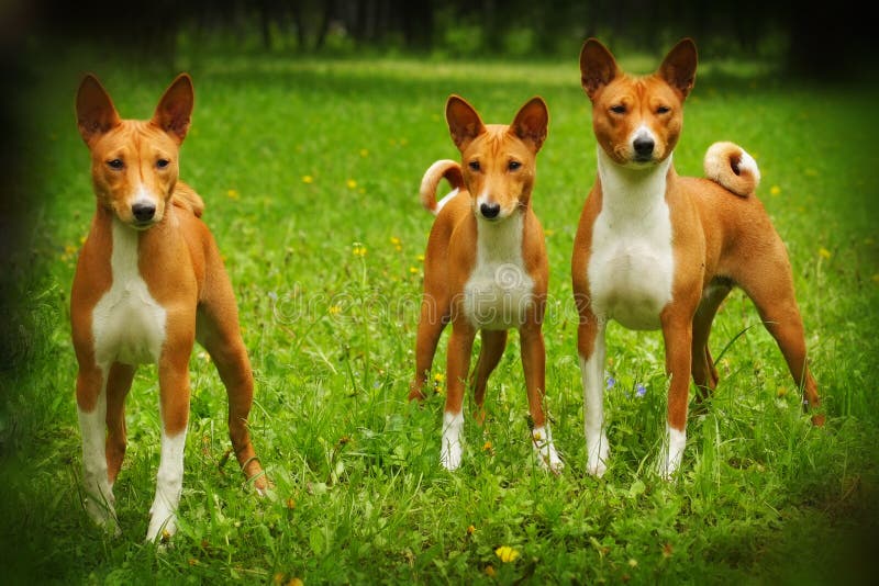 Group three dog Basenji breed royalty free stock images