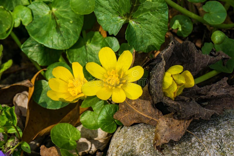 Group of Three Lesser Celandine Wildflowers