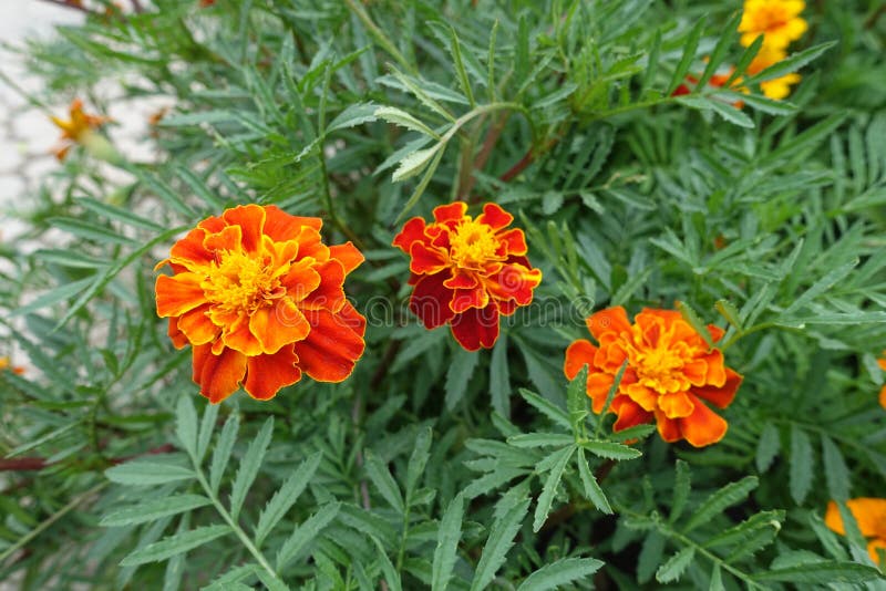 Group of Three Red and Yellow Flowers of Tagetes Patula in July Stock