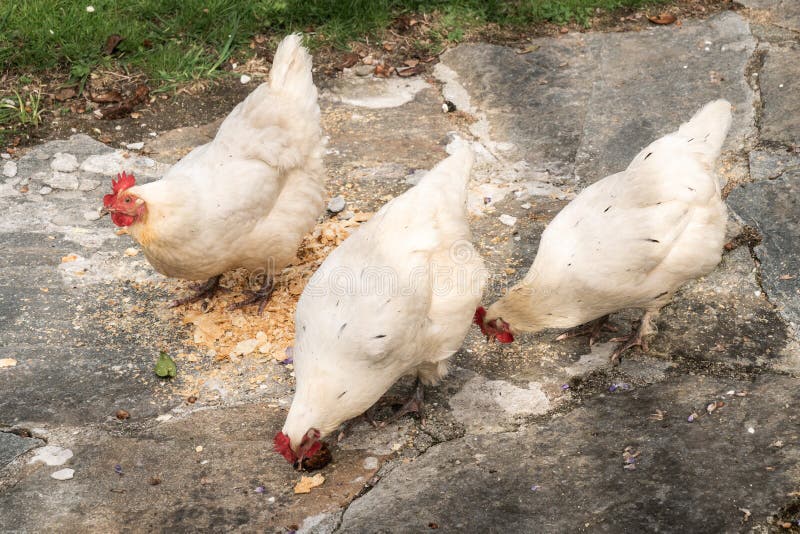Group of Three White Hens Eating Stock Image Image of food, farm
