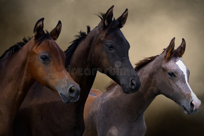 Group of three young horses