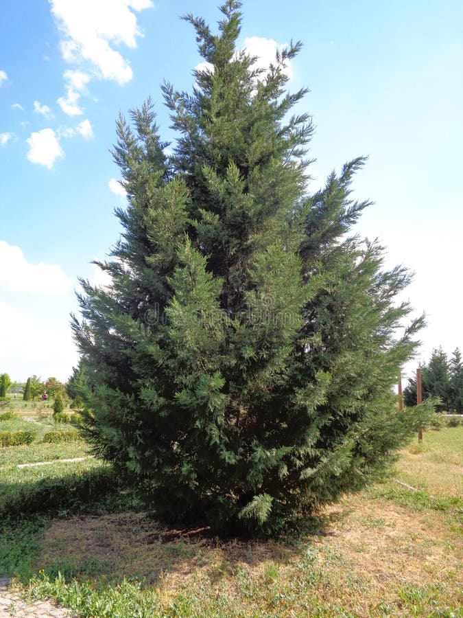 Thuja occidentalis - northern white-cedar, eastern white cedar