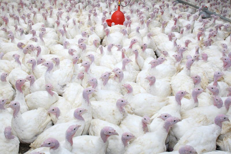 Group Of Turkeys Stock Image Image 4784061