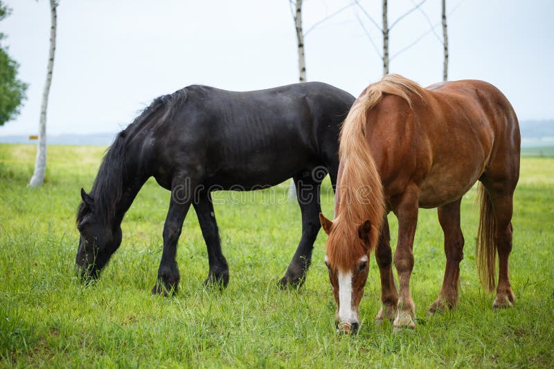 Group of Two Horses Standing on the Pasture Stock Photo Image of