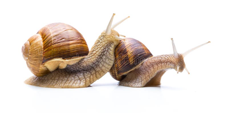 A group of two roman snail isolated on white background.Taken in Studio with a 5D mark III. A group of two roman snail isolated on white background.Taken in Studio with a 5D mark III