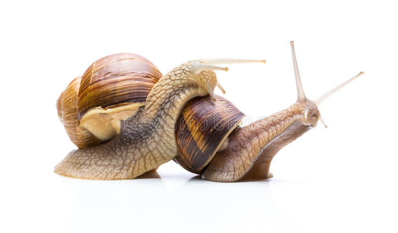 A group of two snail isolated on white background.Taken in Studio with a 5D mark III. A group of two snail isolated on white background.Taken in Studio with a 5D mark III