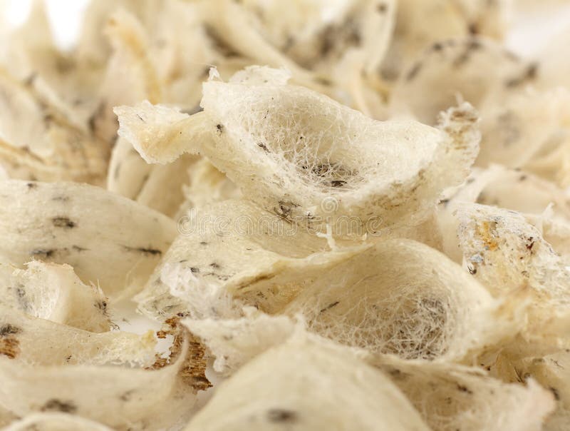 Group of Uncook and Dirty Swallow Nest Stock Image Image of delicacy