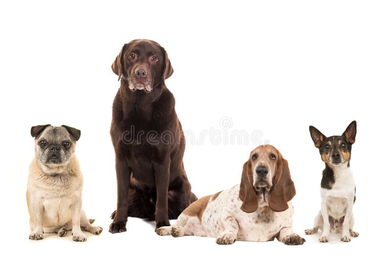 Group of various breeds of elderly senior dogs isolated on a white background royalty free stock photo Group of various breeds of elderly senior dogs isolated on a white background royalty free stock photo