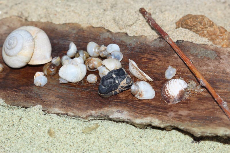 Group with various shapes and types of shells on a tree with a sand background