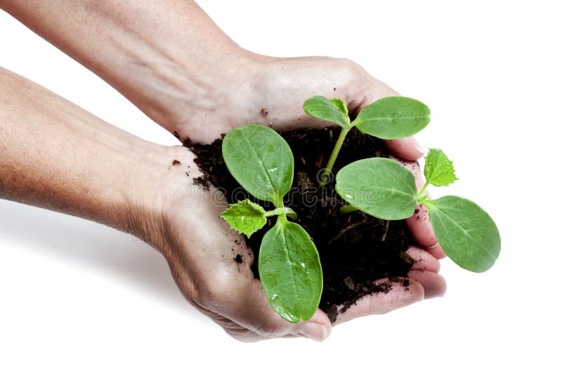 Group Of Vegetable Plants In Female Hands